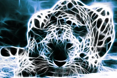 Glowing Cheetah Outline HD Charming Wallpapers Free HD Wallpapers ...