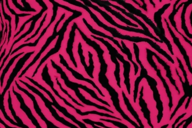 Wallpapers Cheetah Print Colorful Zebra Graphics And Comments ...