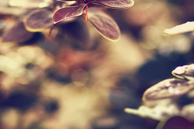 Flower Art Desktop 1080x1920 HTC One Wallpapers HD_Samsung Wallpapers