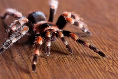 Tarantula Wallpapers   Animal Wallpapers