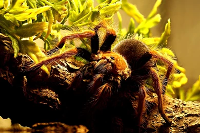 7 Tarantula HD Wallpapers