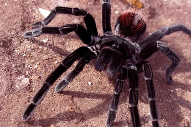 Tarantula Wallpapers   Animals Town