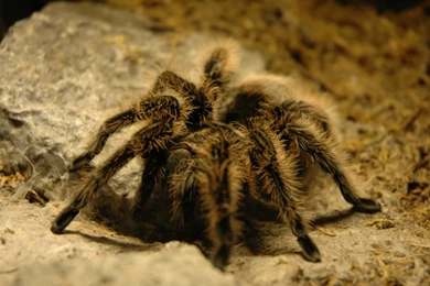 Desktop Wallpapers · Gallery · Animals · Tarantula