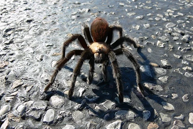 Tarantula Wallpapers