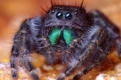 Large Brutal Tarantula 1920x1079px