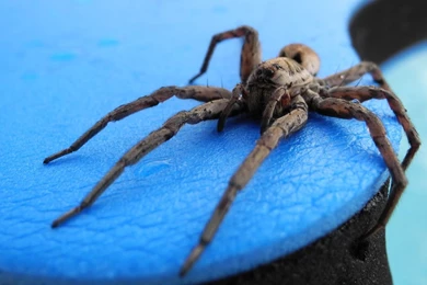 Tarantula Wallpapers