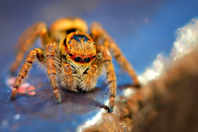 Macro Photography Tarantula Animal HD Wallpapers – HD WALLPAPER WIDE