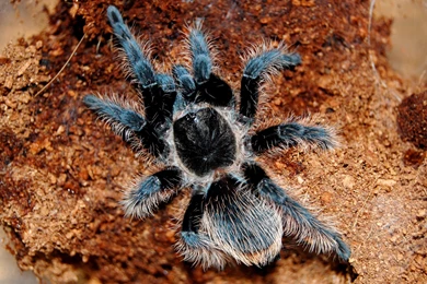 Picture Of Tarantula Spider . Quality Images On Animal Picture Society