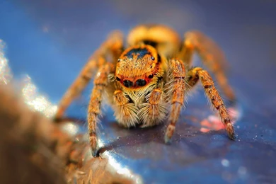 Picture Of A Dangerous Looking Tarantula