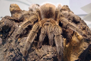 Spiders Tarantula Arachnids