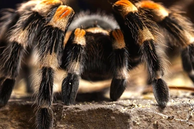 Creepy Tarantula Wallpapers   Free HD Downloads