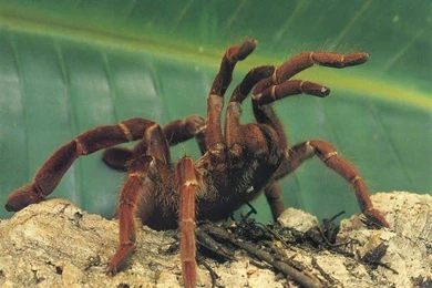 Kane Blog Picz: Wallpapers Guides Wiki