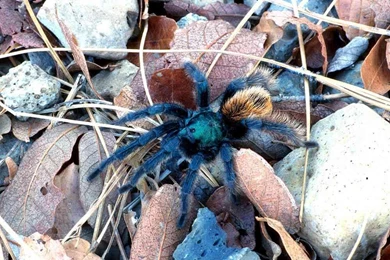 Free Wallpapers Tarantula Terraristic Spider