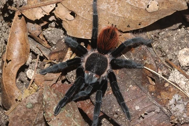 Tarantula Spider Wallpapers