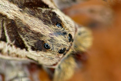 Tarantula Head Macro Archives   Free Wallpapers Library