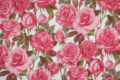 Rose Pictures To Print   HD Wallpapers And Pictures