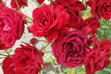 Rose Wallpapers By Izza M On DeviantArt