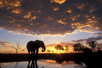 Elephant Desktop Wallpapers   From African To Indian Elephants In HD