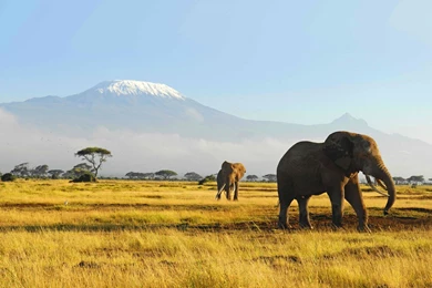 African Safari Wallpapers