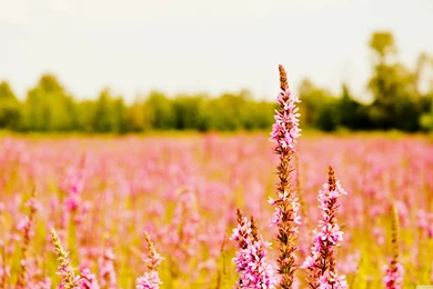 Flower Wallpapers 42   WideWallpaper.info