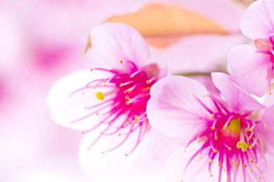 Flower Wallpapers Fwr054 – Wallpaperjosh