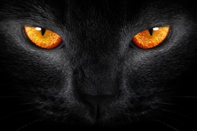 Wallpapers Tiger Eye Homepage Cat Black Orange Eyes 2560x1440 ...
