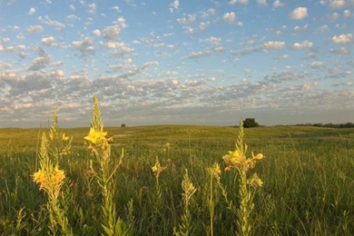 Smartphone Wallpapers