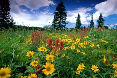 Free Wallpapers Free Nature Wallpapers Natural Scenery 1 ...