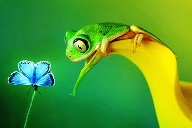 High Quality Wallpapers