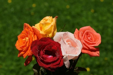 Animation Wallpapers: Widescreen Nature Wallpapers High Resolution