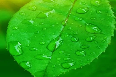 iPhone 6 Live Wallpapers Download   iPhone 6 Live Wallpapers 1.0 ...