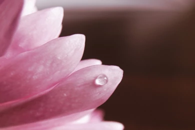 Water Drop On Pink Flower New Desktop Wallpapers In Hd Full Free ...