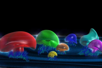 Photo : Magic Mushrooms Net Images