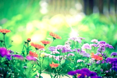 Free Wallpapers Screensavers   5 Items