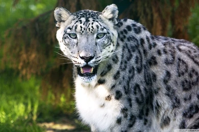 Hd Animal Wallpapers B1Y   Savewallpaper.com