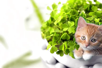 St Patricks Day Wallpaper Mac 7.jpg