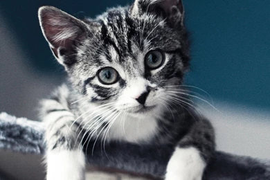 Galaxy Tab Wallpapers HD  Animals   Beautiful, Stunning Wallpapers