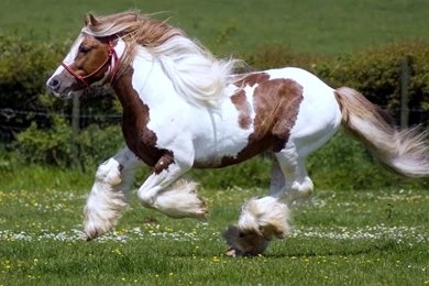 Animals & Birds Archives   Free Desktop Wallpapers, Wallpapers For ...