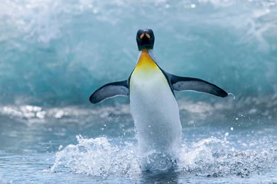 HD Funny Animals Wallpapers