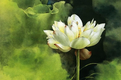 Wallpapers Painting Flowers Brush Water Lily 1024x768