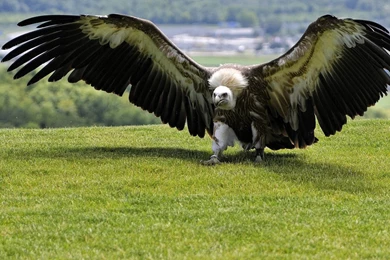 Vulture Wallpapers Wallpapers Cave