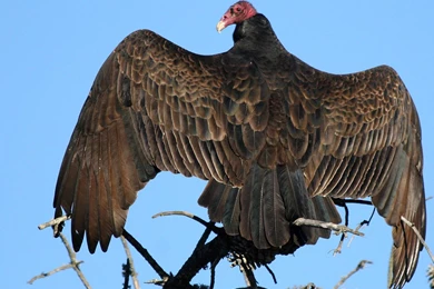 Vulture Wallpapers And Backgrounds   Animals Town