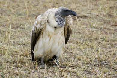 Griffon Vulture Wallpapers   Animal Wallpapers