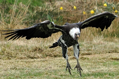 Vulture >> HD Wallpaper, Get It Now!