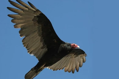 Free Vulture Wallpapers Download   Animals Town