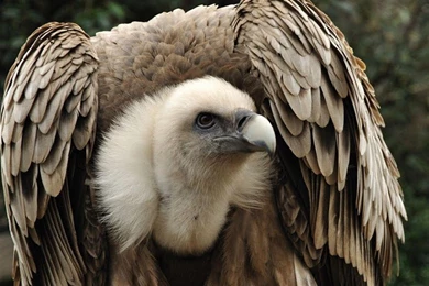 Griffon Vulture Wallpapers