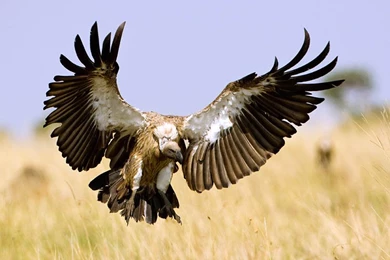 Animals World: June 2010