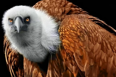 GRIFFON VULTURE WALLPAPER   (