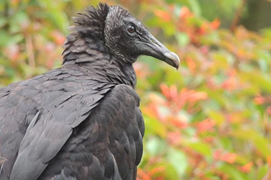 Free Bird Wallpaper Images