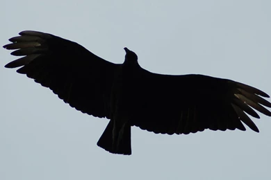 Vulture Silhouette 2 By SalsolaStock On DeviantArt